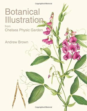 Botanical illustration from chelsea